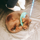 Image for article titled We Went To The Puppy Bowl And Brought Back Pictures Of Very Good Doggies And Cats